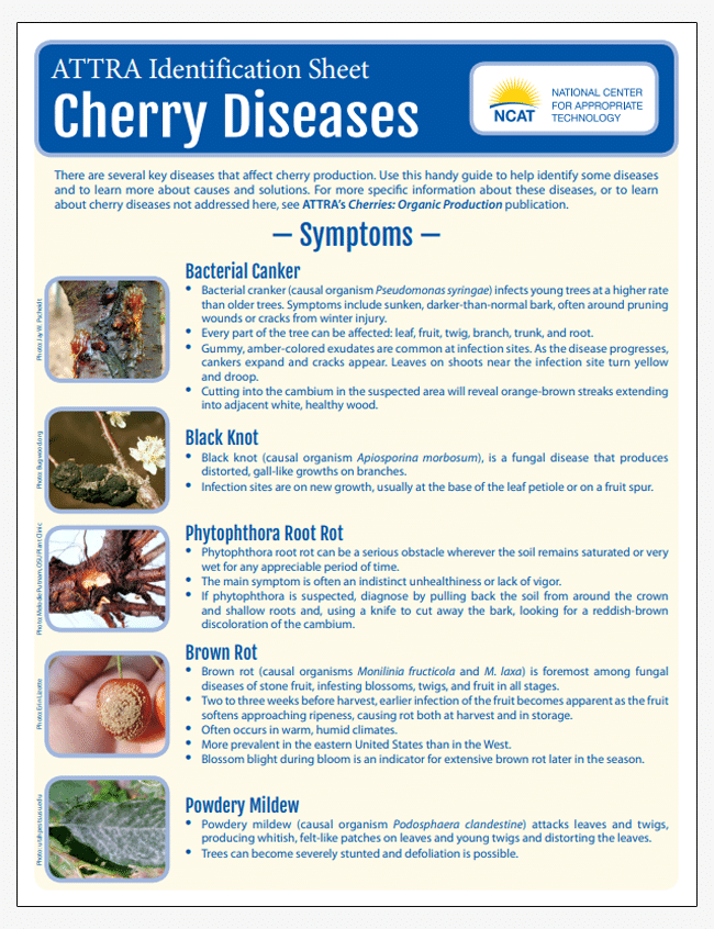 ATTRA Identification Sheet: Cherry Diseases cover