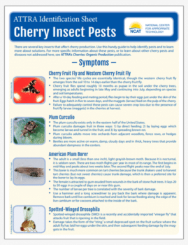 ATTRA Identification Sheet: Cherry Insect Pests cover