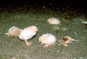 sick chicks