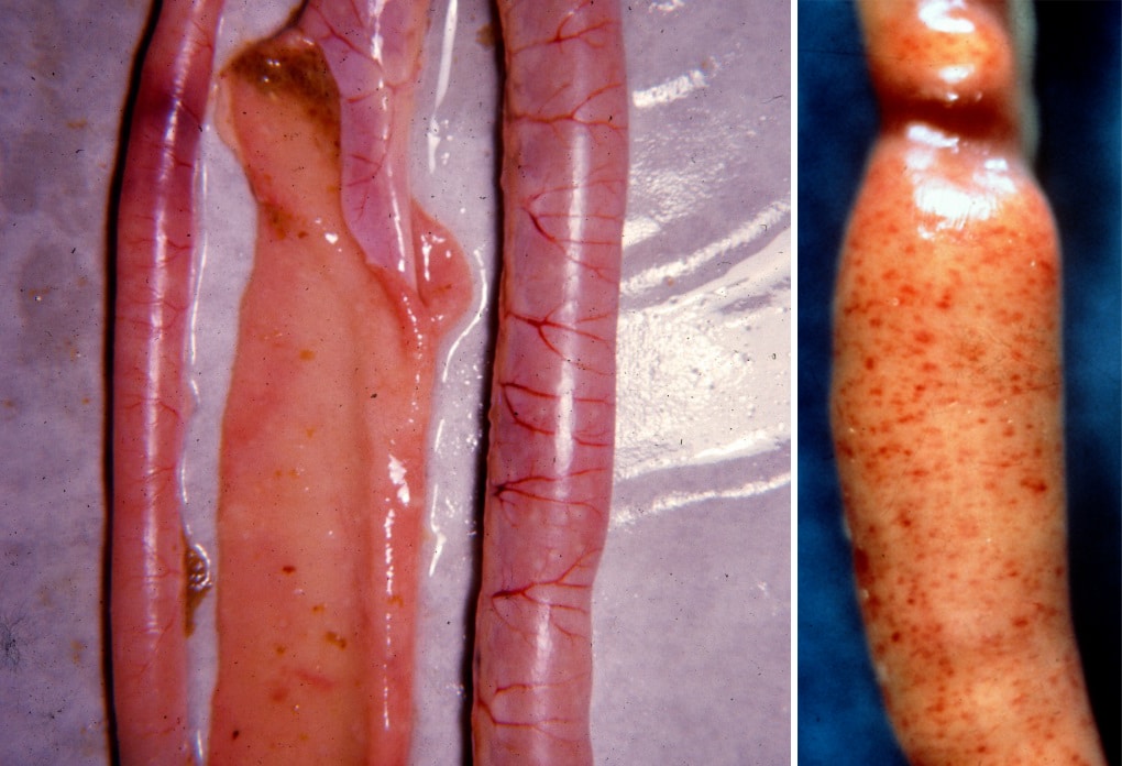 Small intestines affected by coccidiosis E. maxima