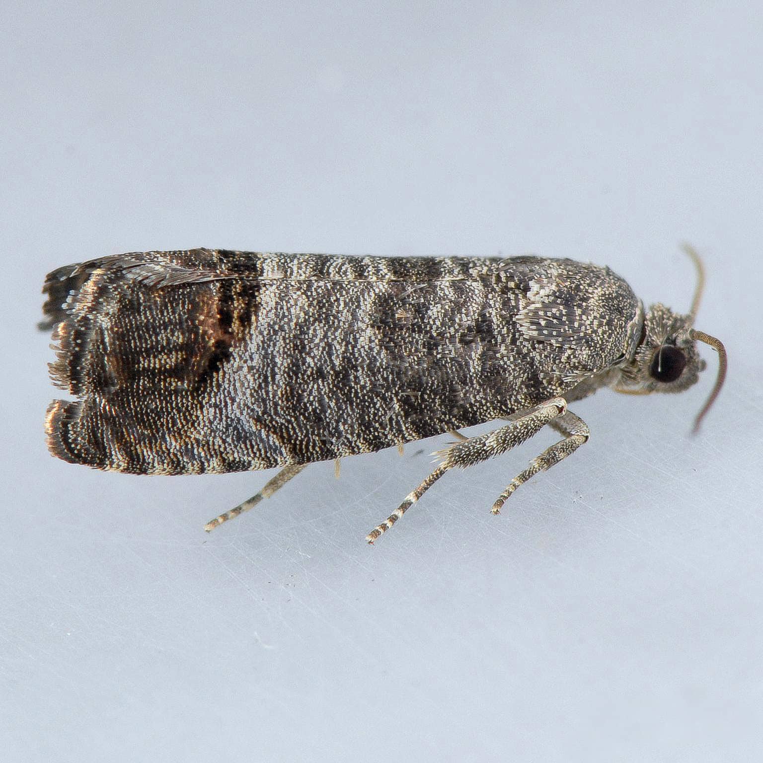 polilla de la manzana
