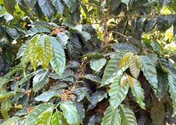 Coffee plants in bloom