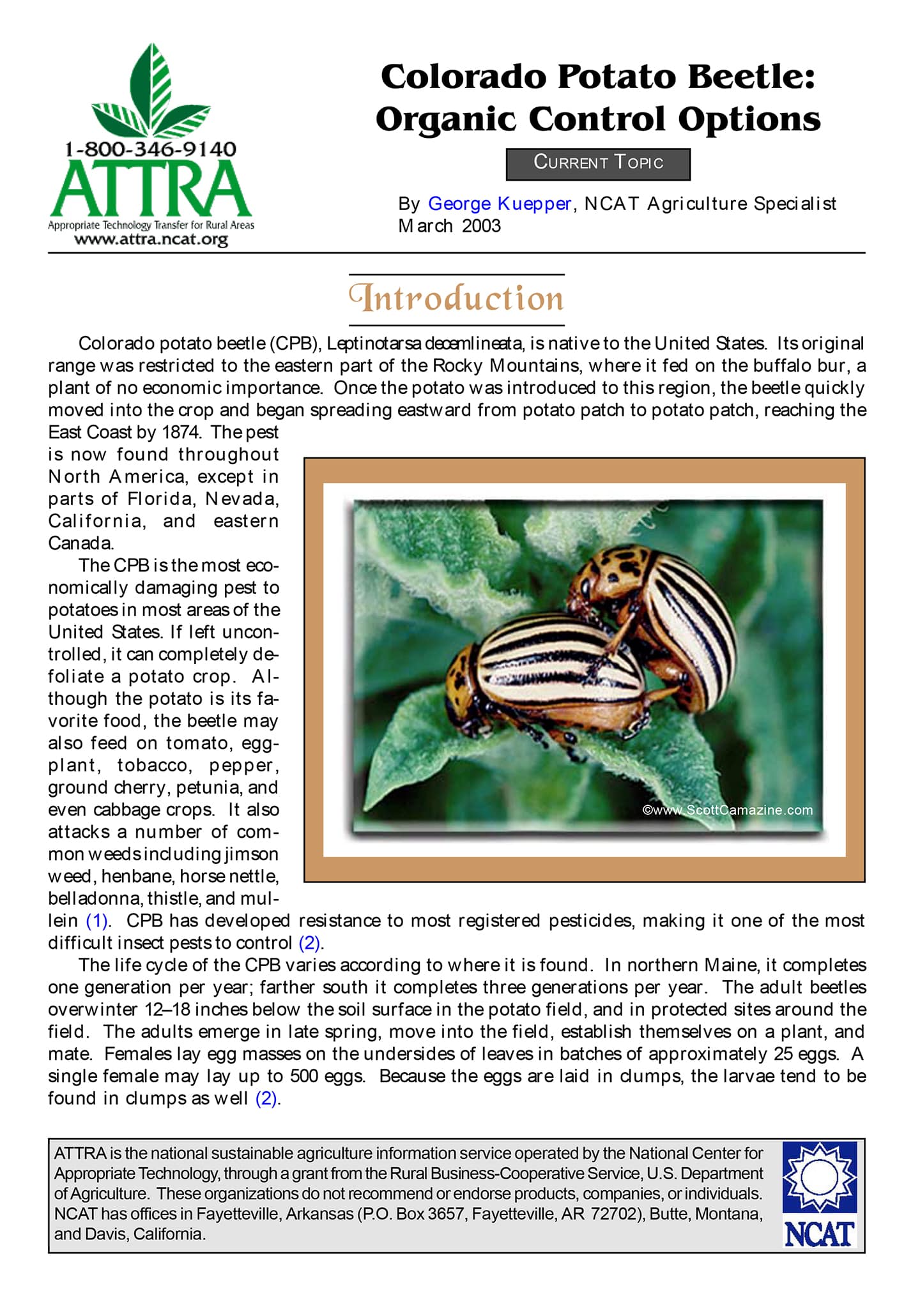 Colorado Potato Beetle: Organic Control Options cover