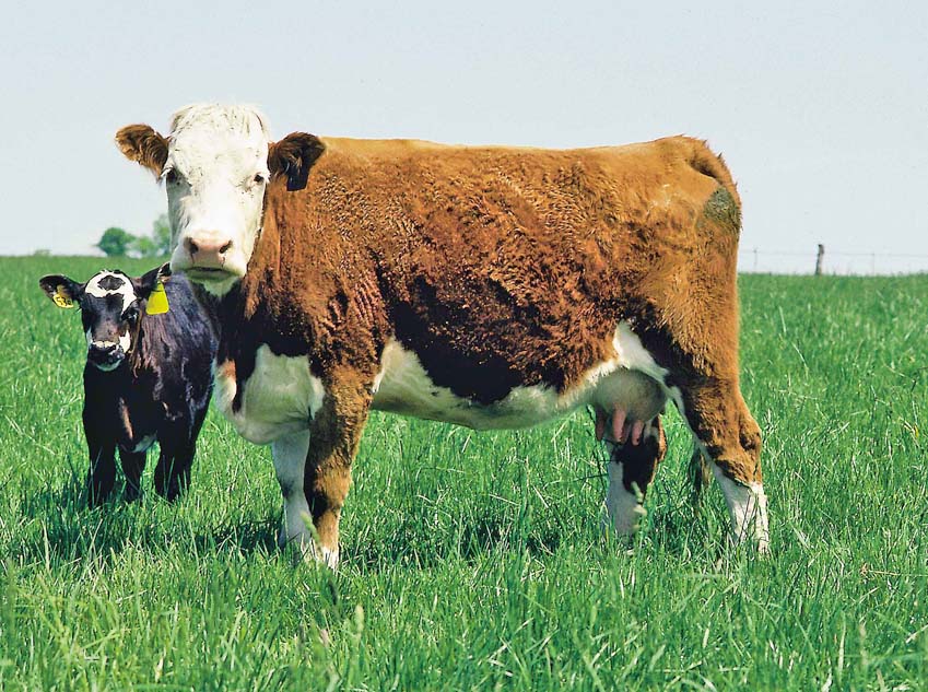 Una vaca y su ternero en un prado del sur de Iowa.