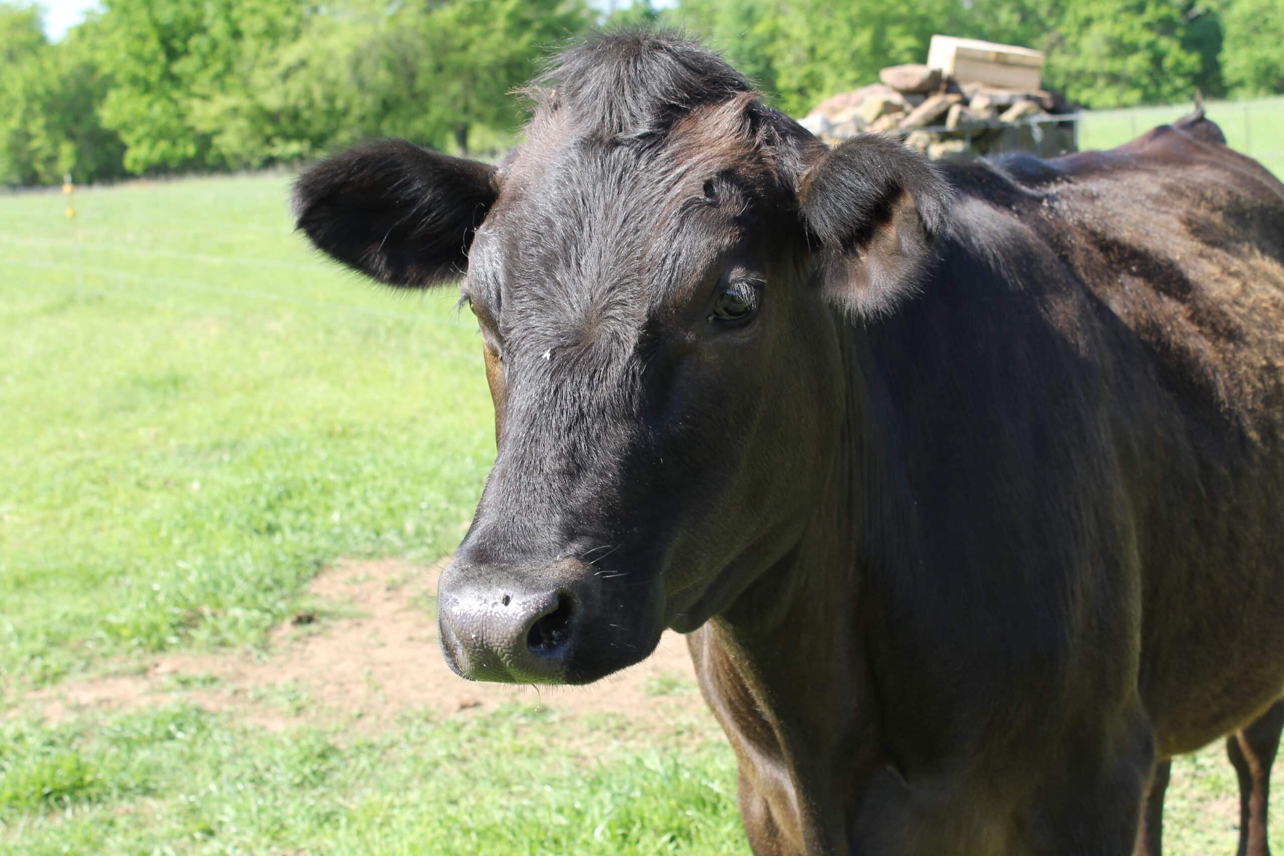 cow on green pasture