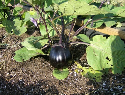 eggplant growing