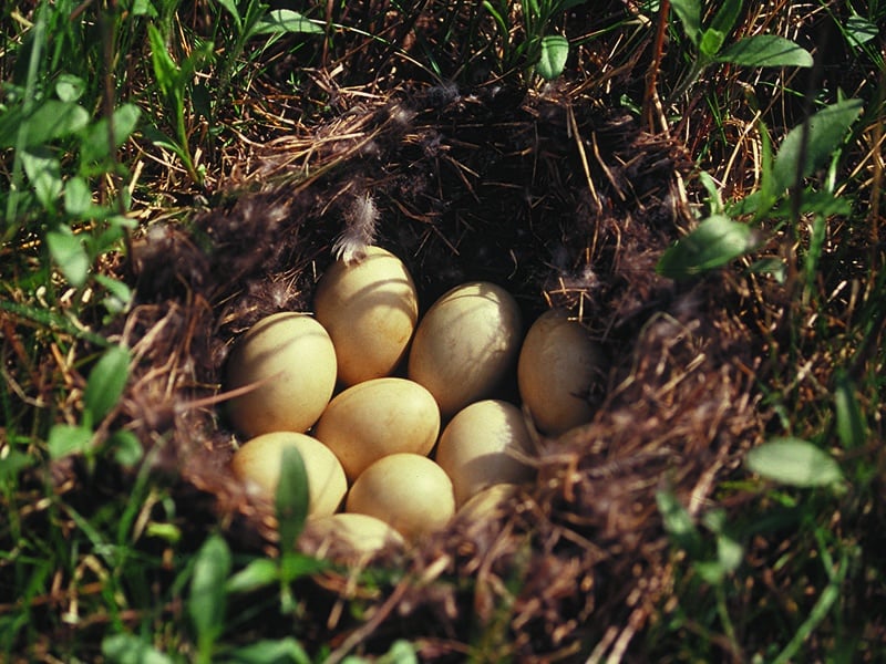 eggs in nest