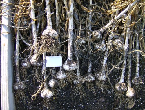 elephant garlic
