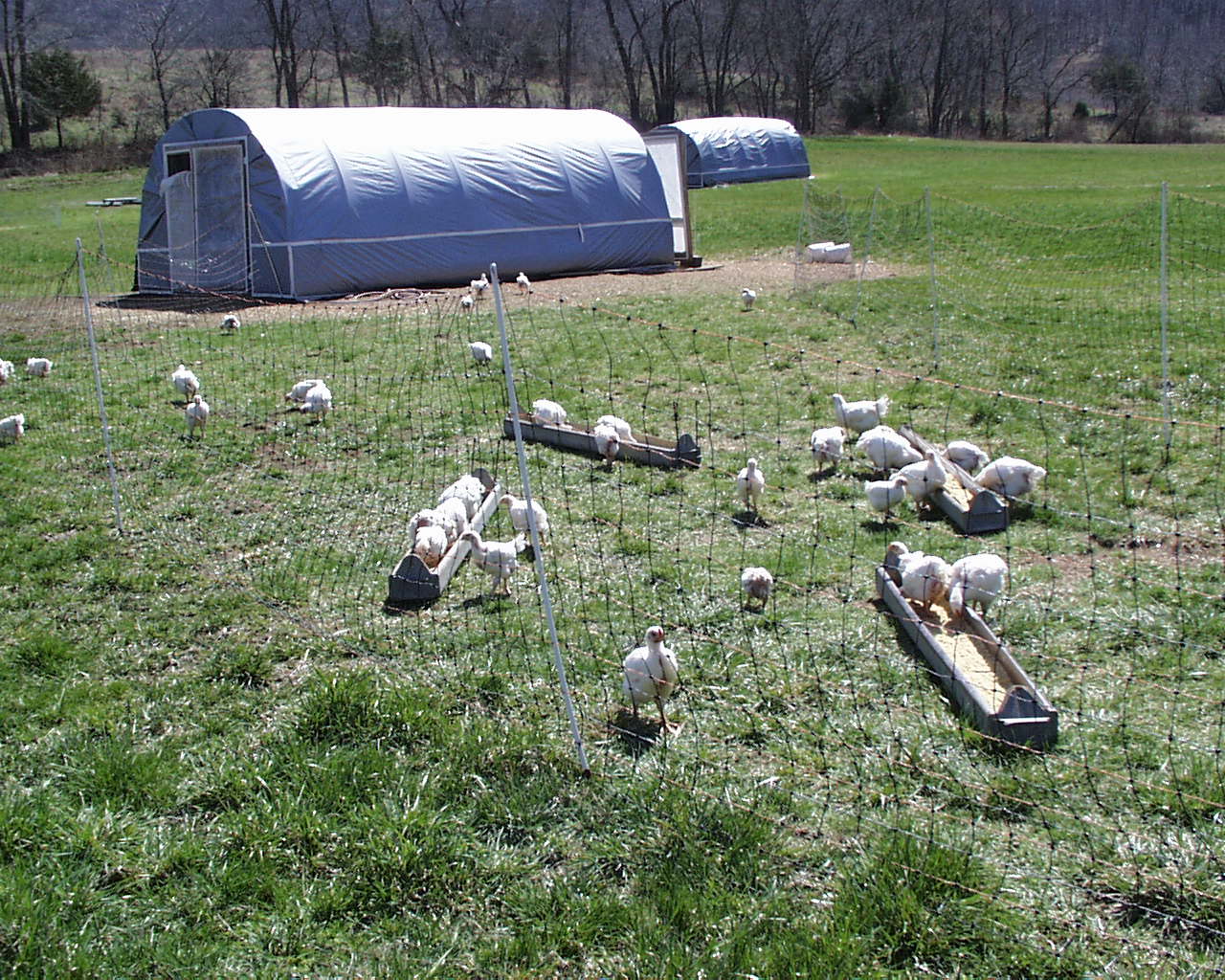 Portable poultry houses with fence.
