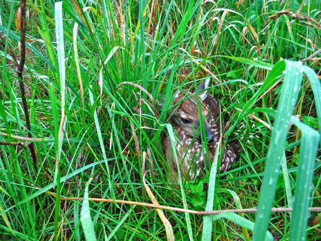 fawn in tall grass