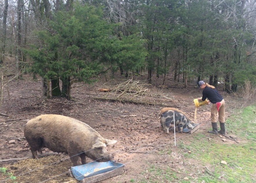One pig eats from a blue trough in the foreground, and a farmer pours feed to two more pigs in a second trough in the midground, with a forest in the background. 