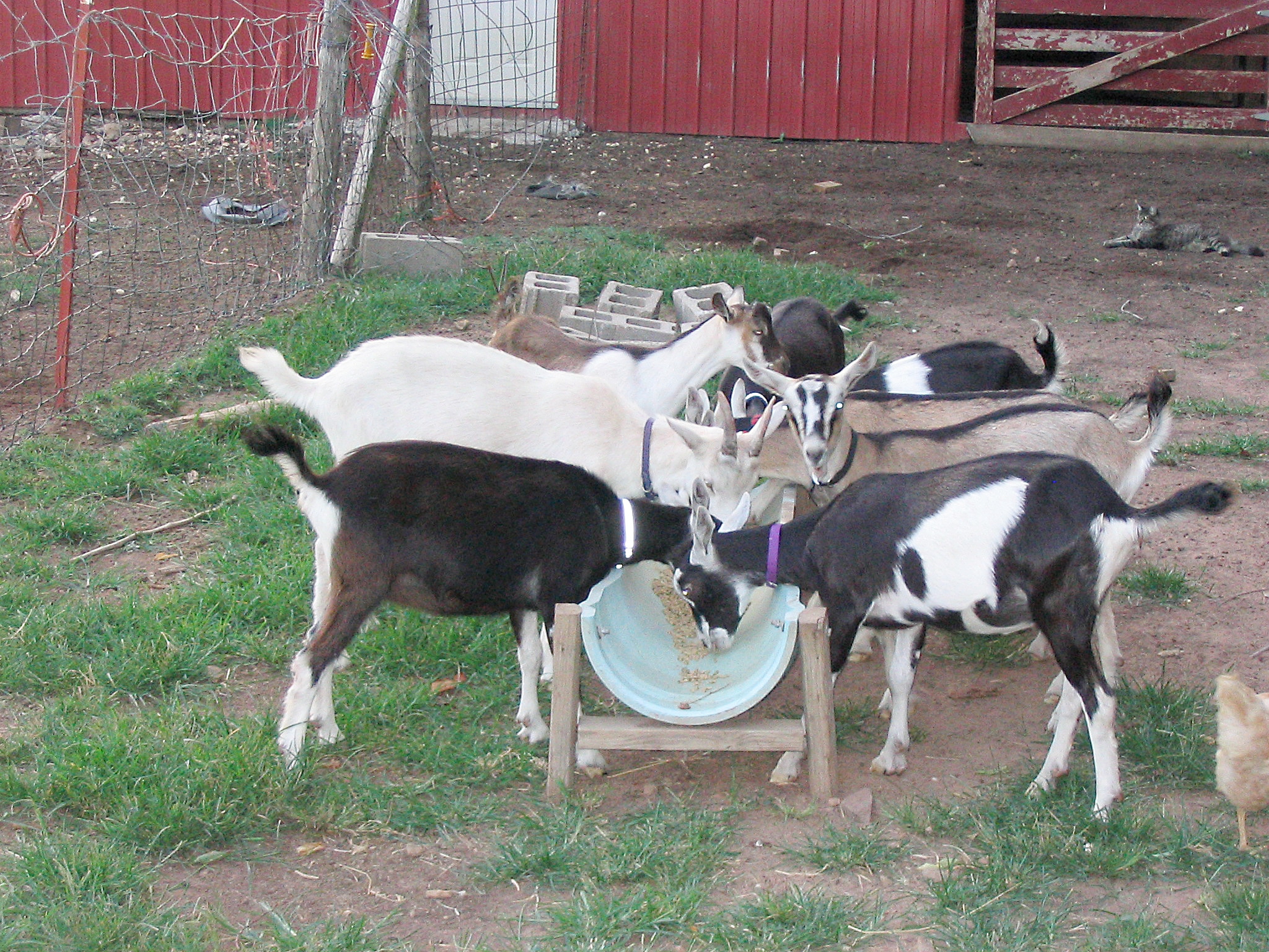 feeding trough