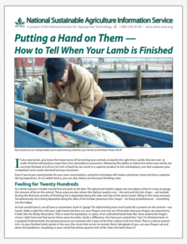Putting a Hand on Them — How to Tell When Your Lamb is Finished cover