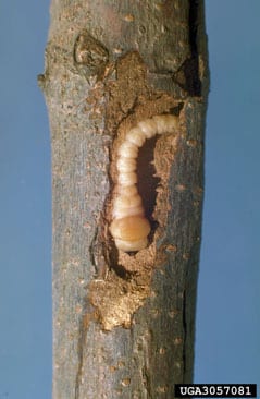 Flathead borer