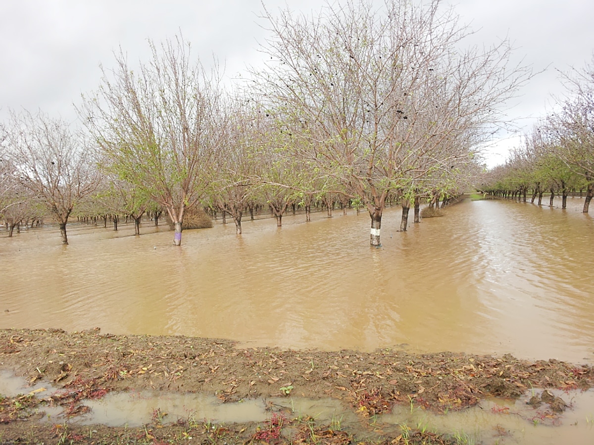 huerto inundado