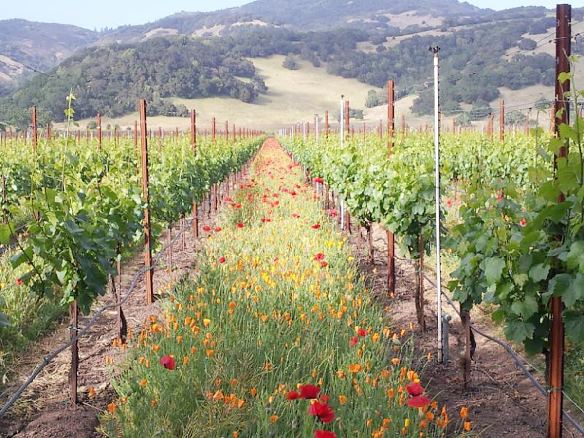 cultivo de cobertura en floración