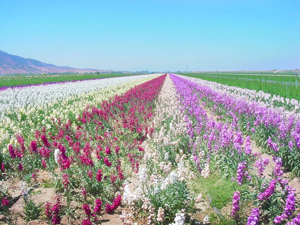 diverse crops