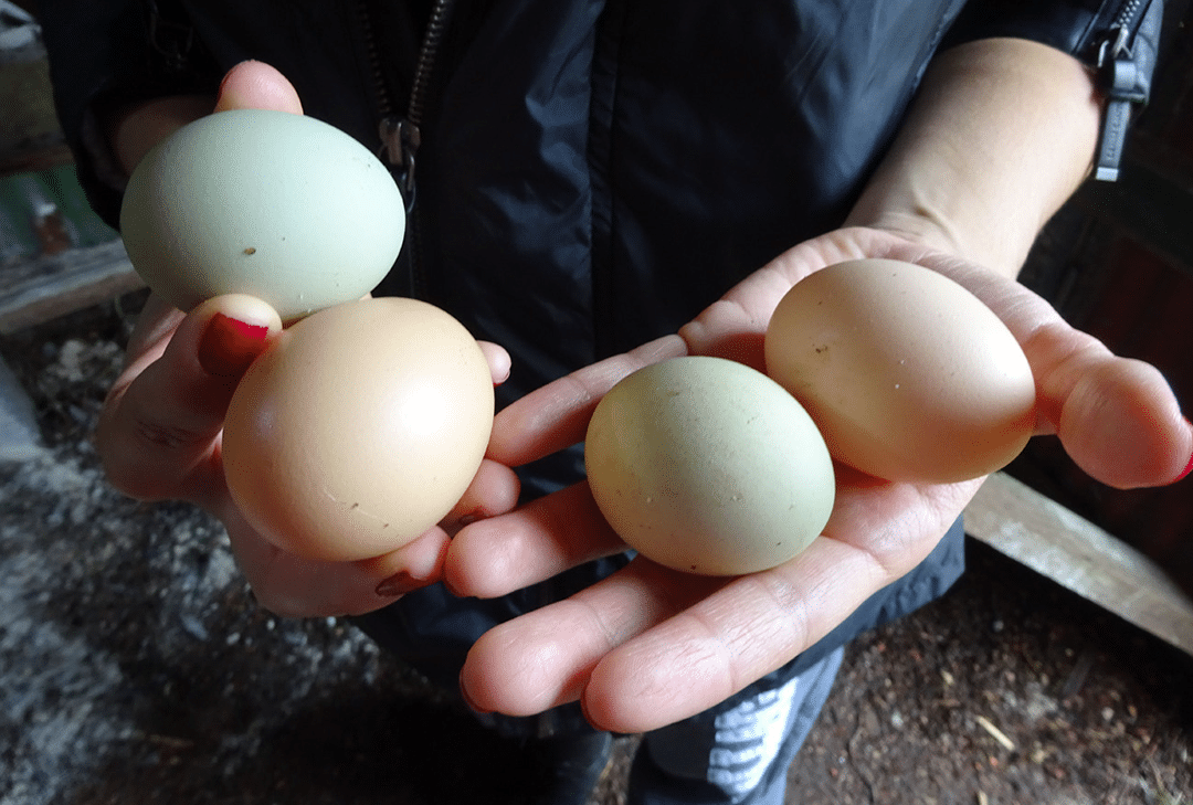 hands holding freshly gathered eggs