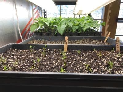 First Signs of Germination