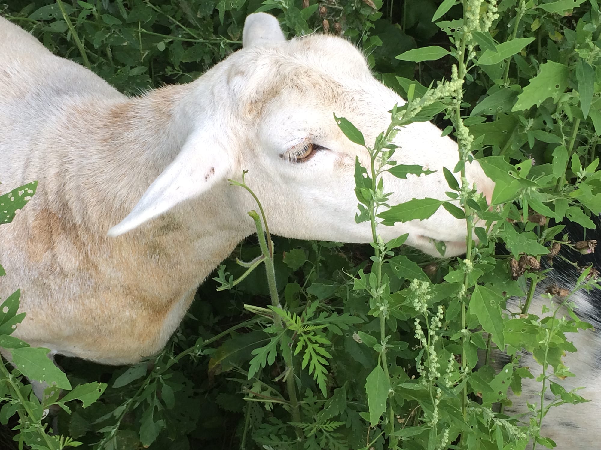 goat browsing