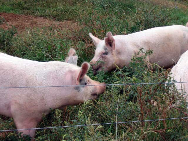 goats and pigs