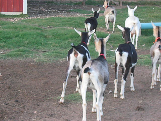 goats clean tails