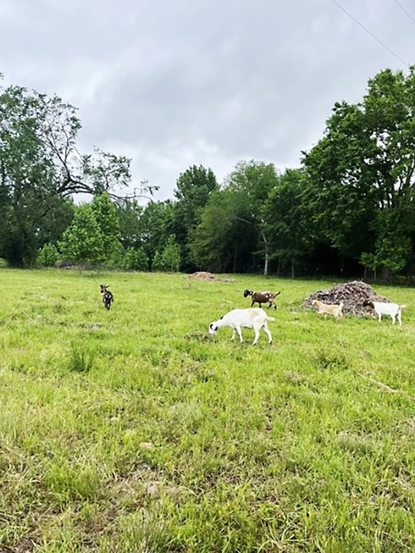Foto de cabras pastando en Home Grown Farms, la granja de Kelli Randle