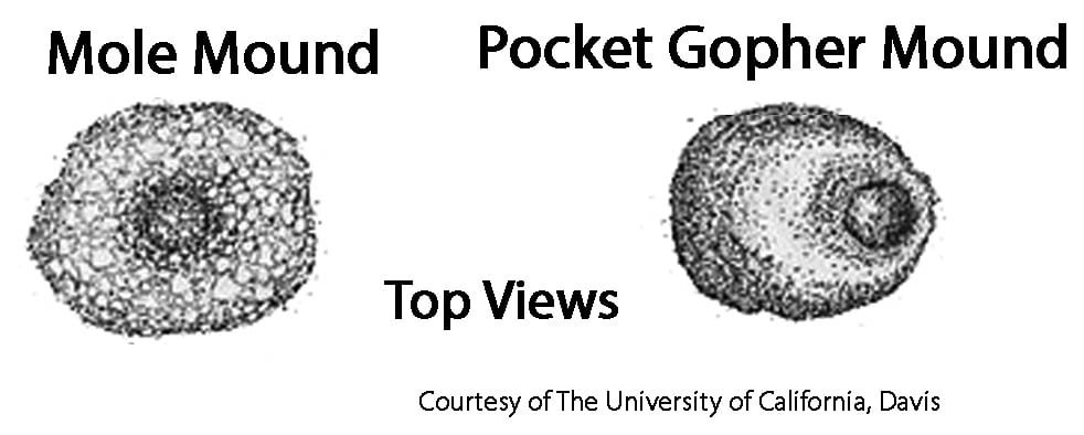 Mole mound vs. gopher mound