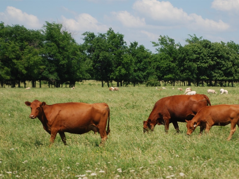 cattle grazing in pasture with sheep and trees behind