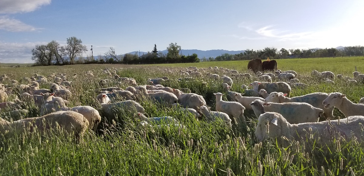 grazing