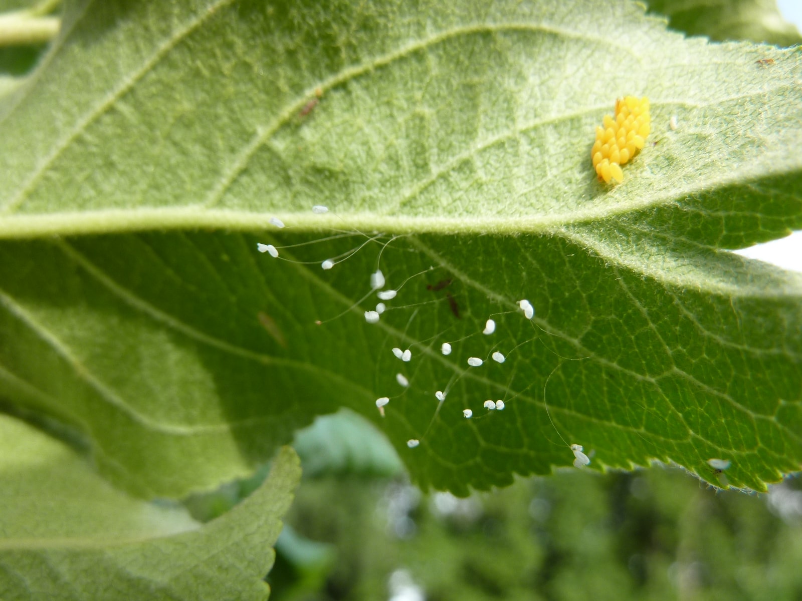 Los huevos de crisopa verde son los huevos blancos que cuelgan de «tallos», mientras que los huevos amarillos son de mariquita.
