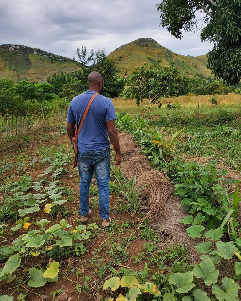 Man stands with his back to the camera, among vegetable plants on mulched pathway, with trees off to the right and mountains in the background.
