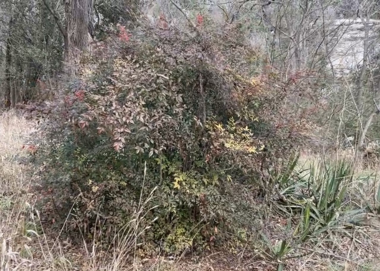 Harmful invasive species left over from landscaping after abuyout demolition. Removing invasive species is an important step in the process of restoring a floodplain buyout area.