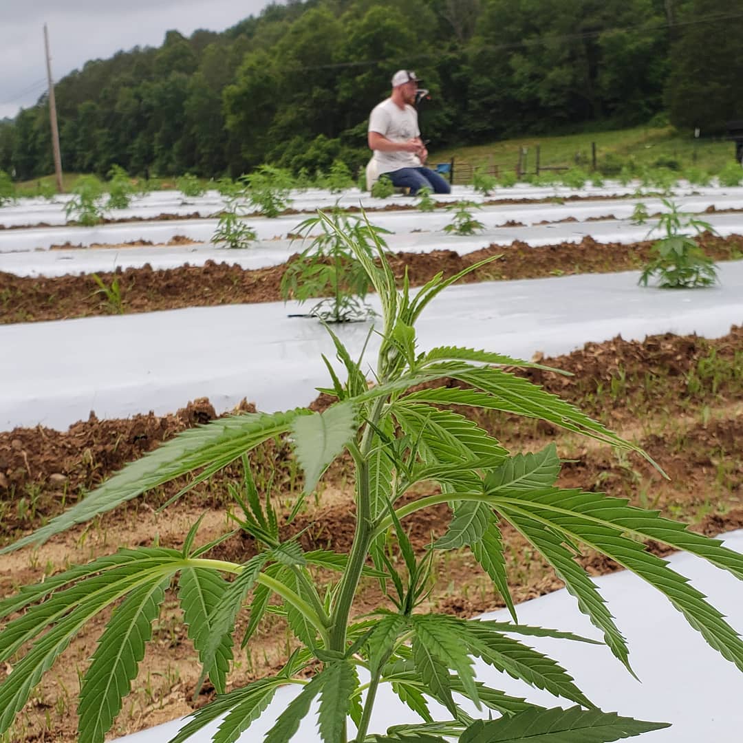 harvesting hemp