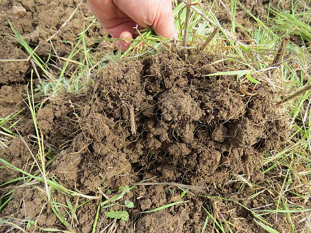healthy soil