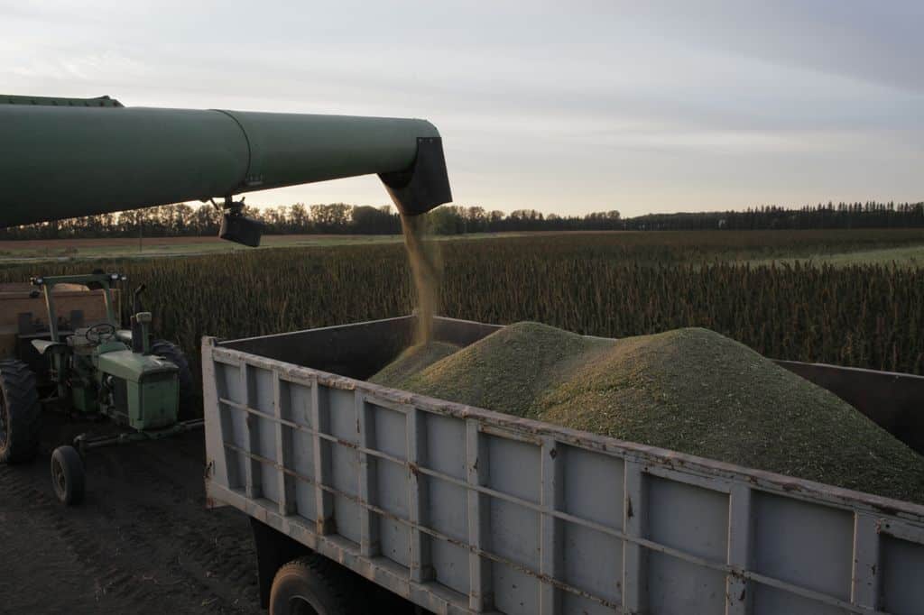 hemp seed