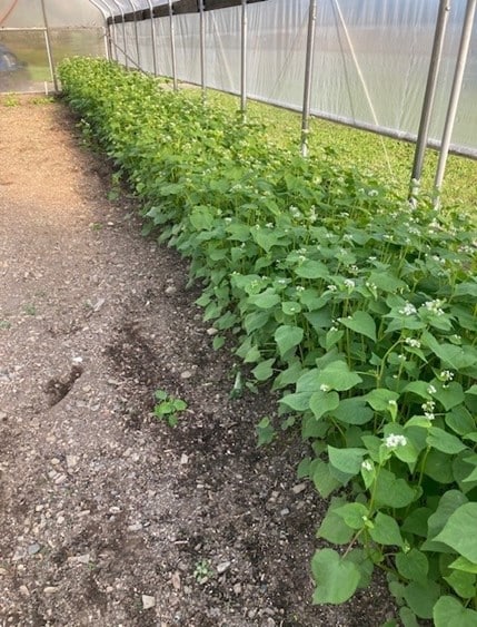 Planted at the start of September this fast-growing buckwheat was starting to flower by mid-October in the author’s high tunnel.