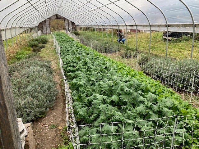 High tunnel kale crop for harvest through the fall.