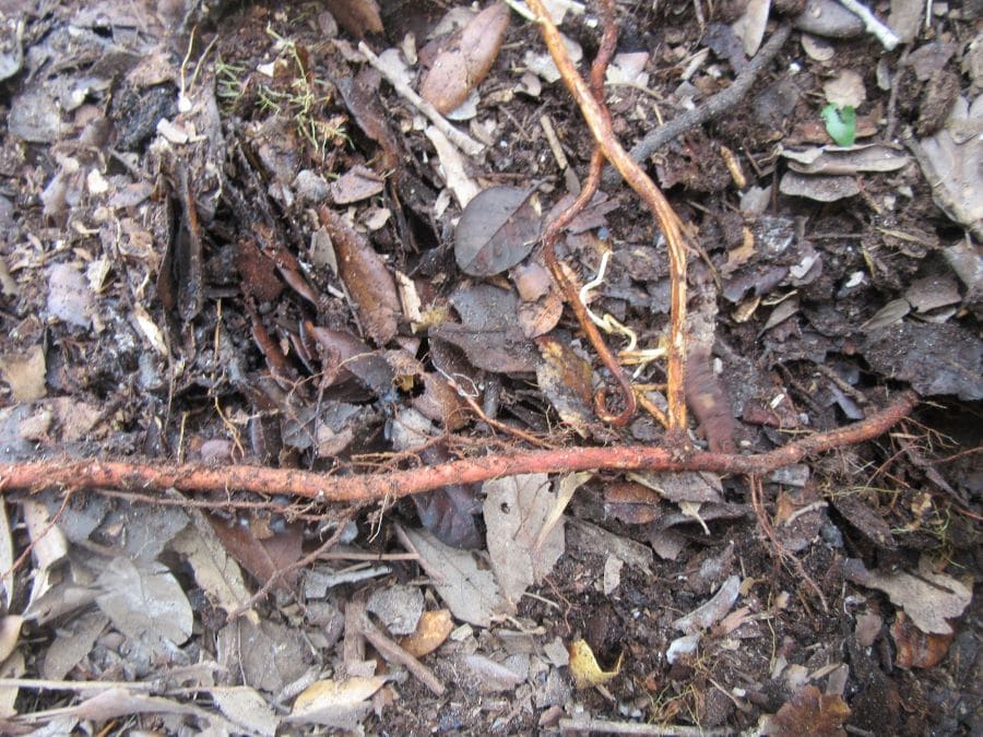 Long plum roots 