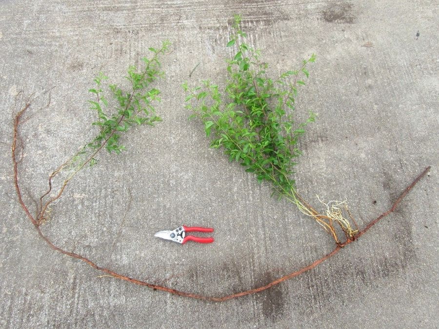 One long root 