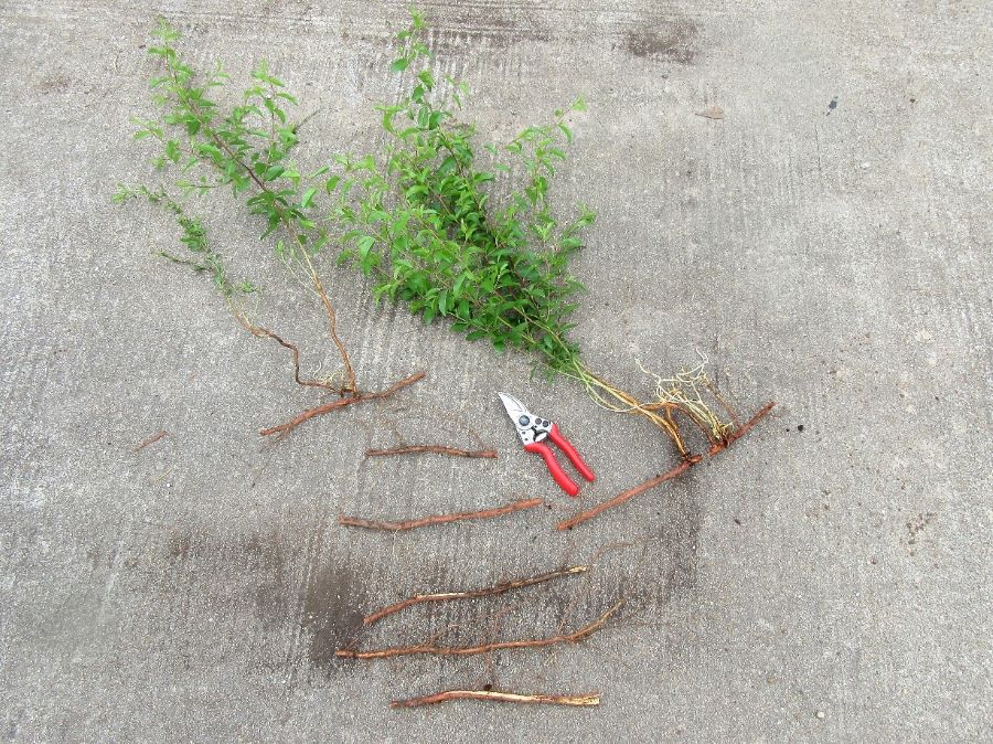 Newly cut root sections 