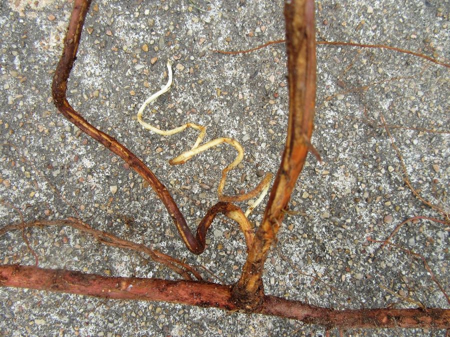 New stems emerging from a plum root.