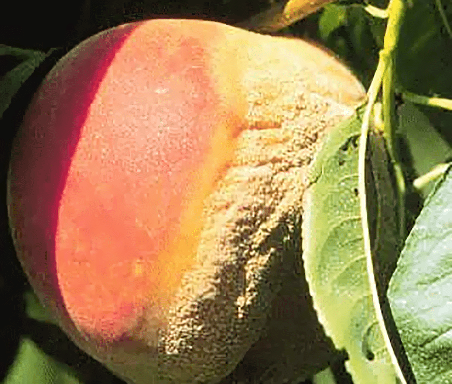 Brown rot on peach