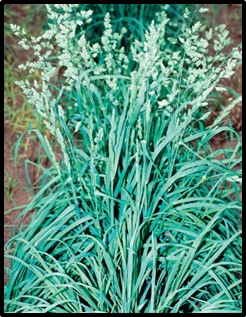 Orchardgrass