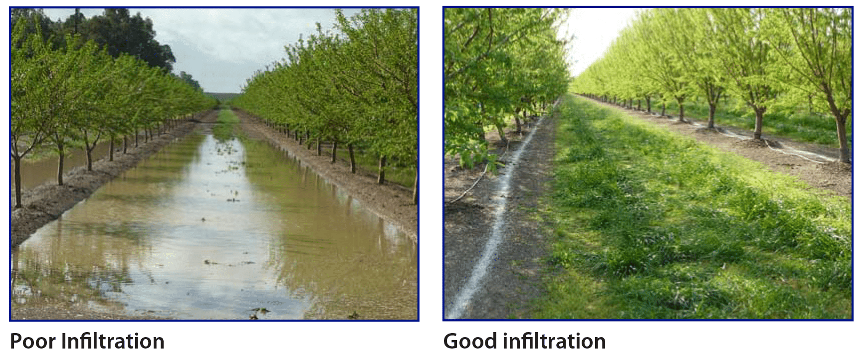 Comparison of a vineyard with poor water infiltration to one with good water infiltration