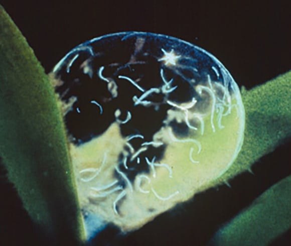 infective larvae
