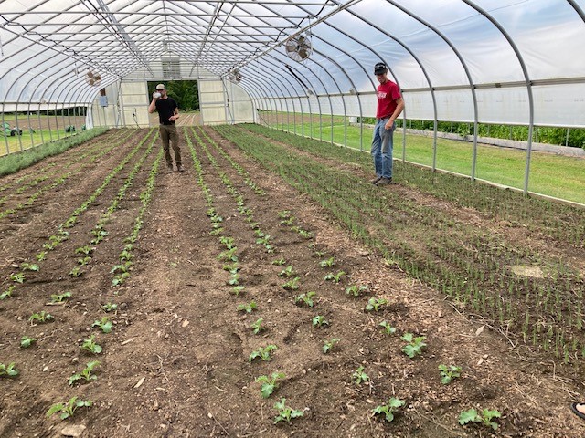 Kale and onions in a New Hampshire tunnel planted in August for winter harvest.
