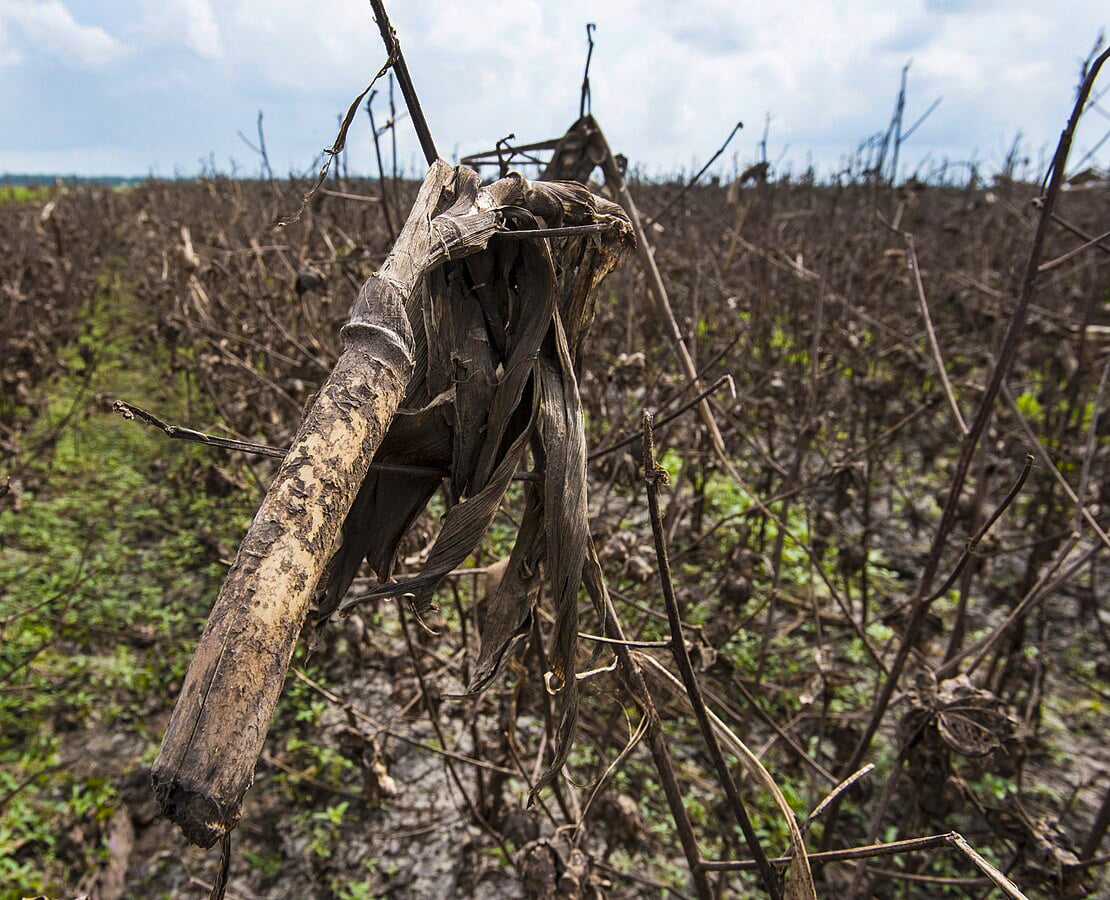 agricultural damage from hurricane