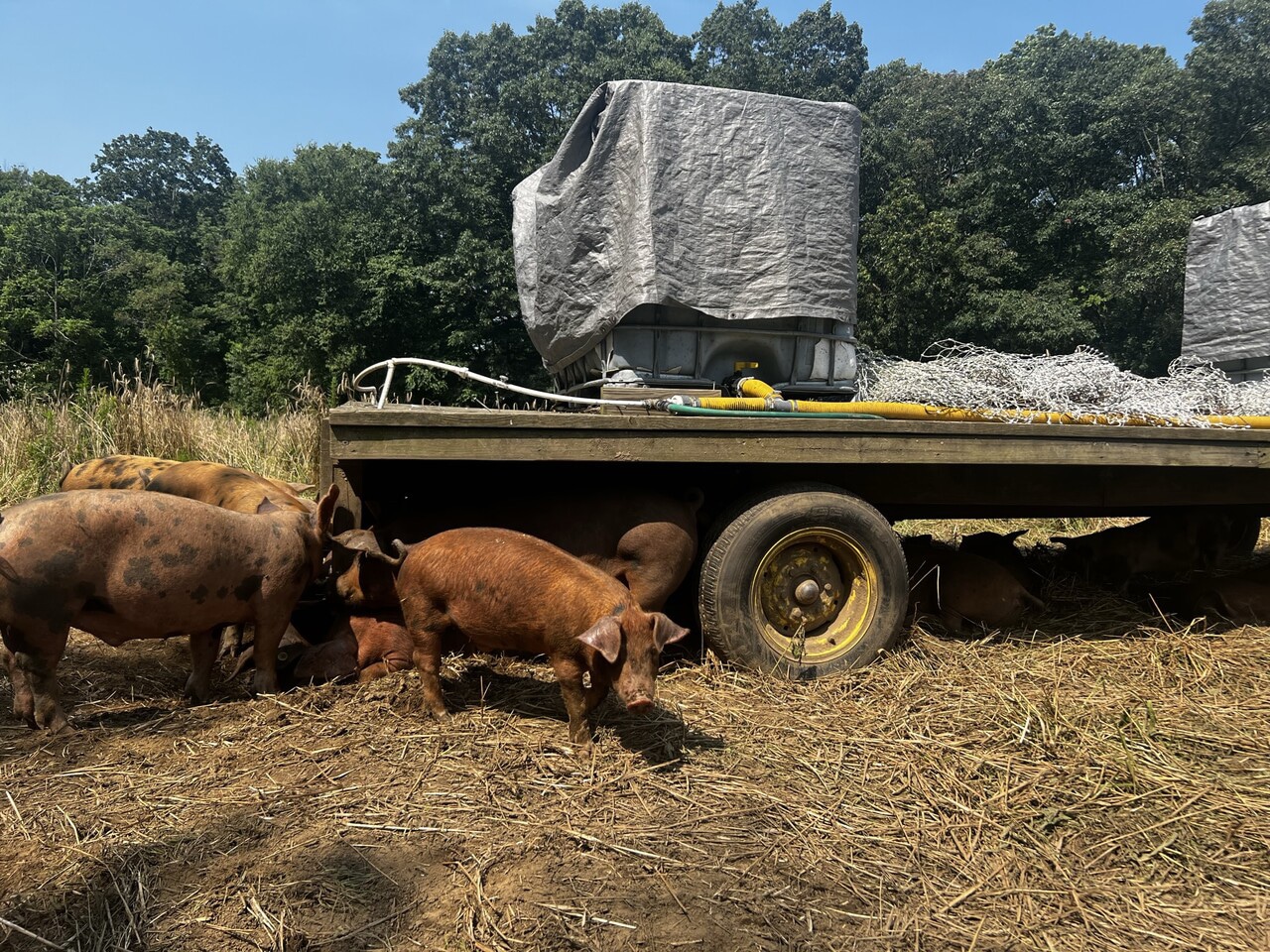 A great setup where a trailer holding the water tank provides shade and can be moved around the paddock periodically. 