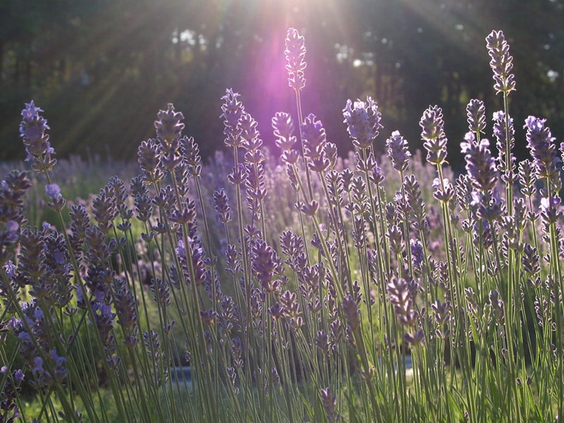 lavanda